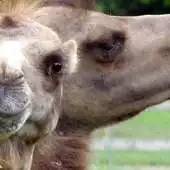 Free play online Cute Camels Wallpaper Images APK Free play online Cute Camels Wallpaper Images APK