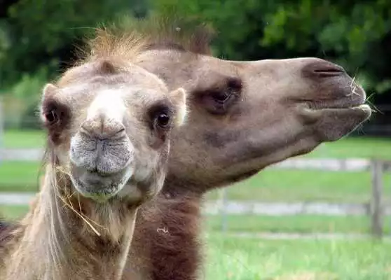 Play Cute Camels Wallpaper Images