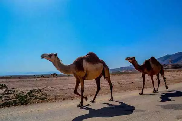 Play Cute Camels Wallpaper Images