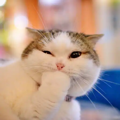 Play cute cat 4k wallpapers APK