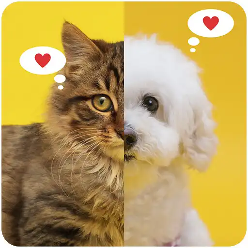 Play Cute Cat and Dog Wallpapers HD APK Play Cute Cat and Dog Wallpapers HD APK