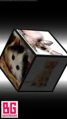 Play Cute Cat Cube