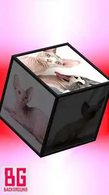 Play Cute Cat Cube