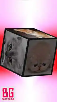 Play Cute Cat Cube