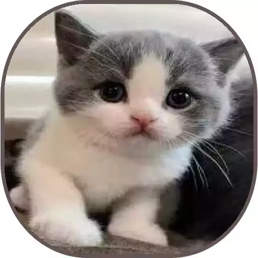 Free play online Cute Cat Gallery APK Free play online Cute Cat Gallery APK
