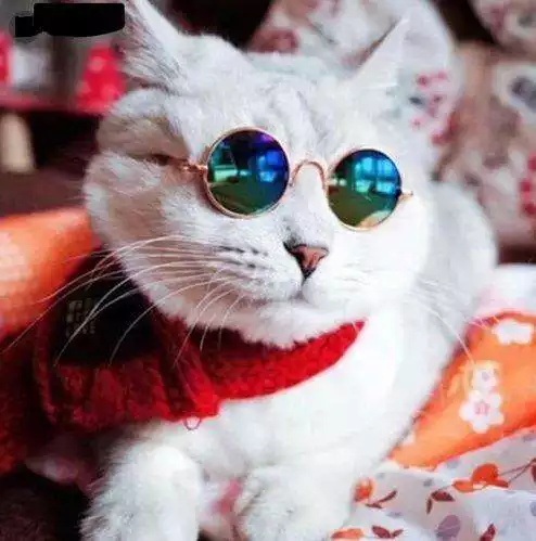 Play Cute Cat Gallery