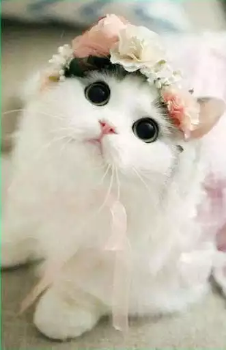 Play Cute Cat Gallery