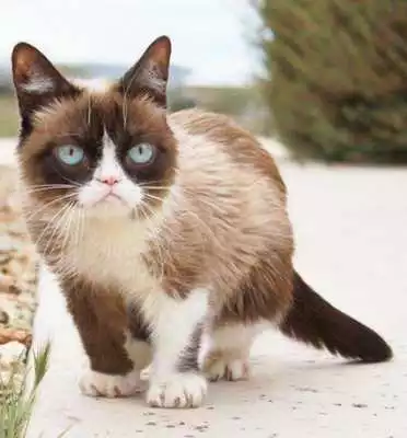 Play Cute Cat Gallery