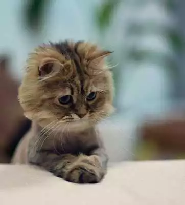 Play Cute Cat Gallery