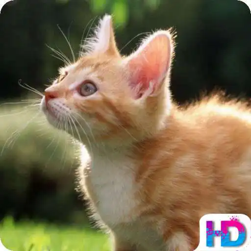 Free play online Cute Cat HD Wallpapers APK