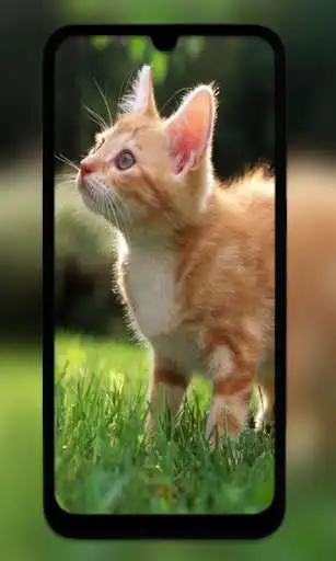 Play Cute Cat HD Wallpapers