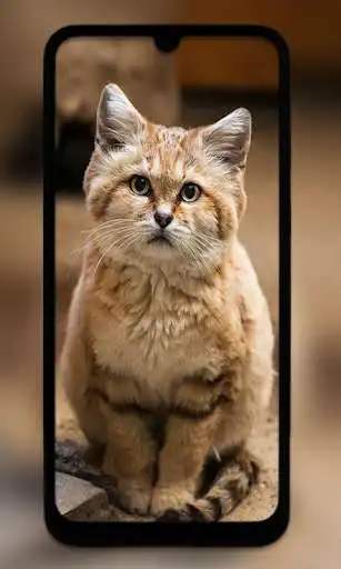 Play Cute Cat HD Wallpapers