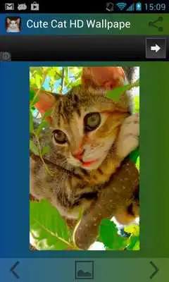 Play Cute Cat HD Wallpapers