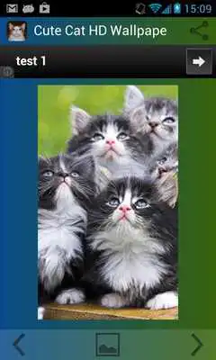 Play Cute Cat HD Wallpapers