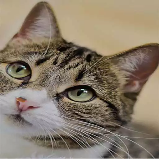 Free play online Cute Cat Keyboard APK Free play online Cute Cat Keyboard APK
