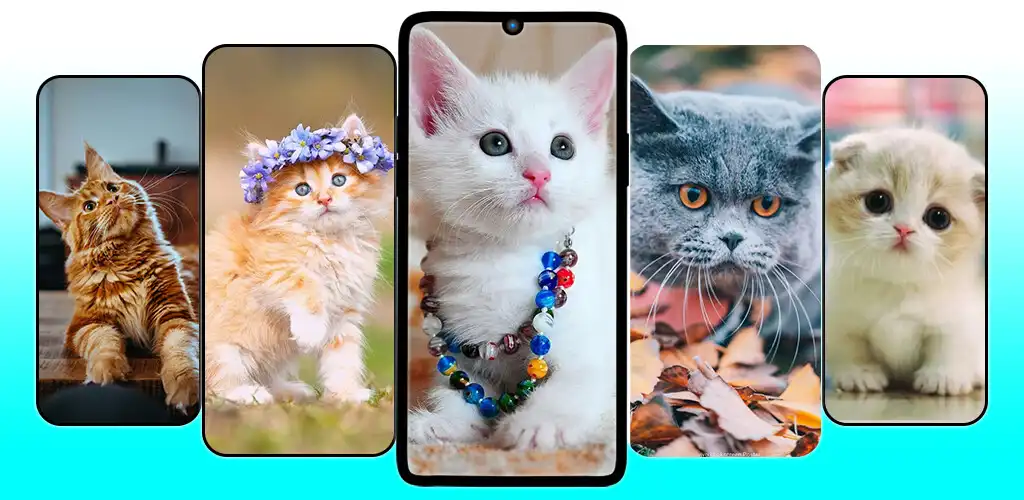 Play Cute Cat  Kitten Wallpaper HD  and enjoy Cute Cat  Kitten Wallpaper HD with UptoPlay