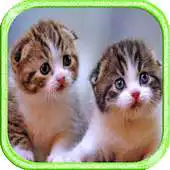 Free play online Cute Cat Picture Animation APK