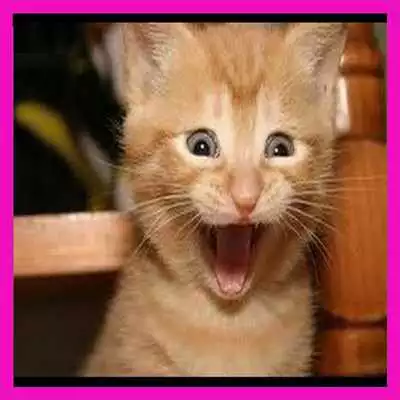 Play Cute Cat Picture Animation