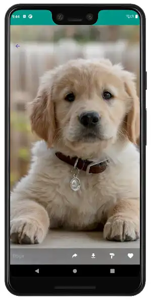 Play Cute Cats and Dogs Wallpaper  and enjoy Cute Cats and Dogs Wallpaper with UptoPlay