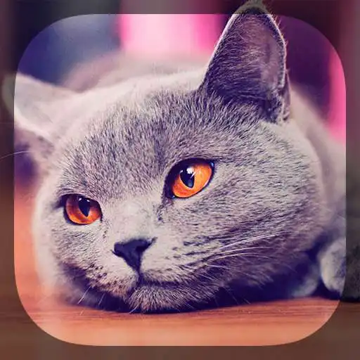 Free play online Cute cats APK