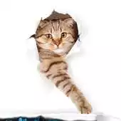 Free play online Cute Cat Sounds APK
