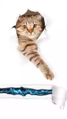 Play Cute Cat Sounds