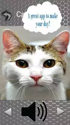 Play Cute Cat Sounds