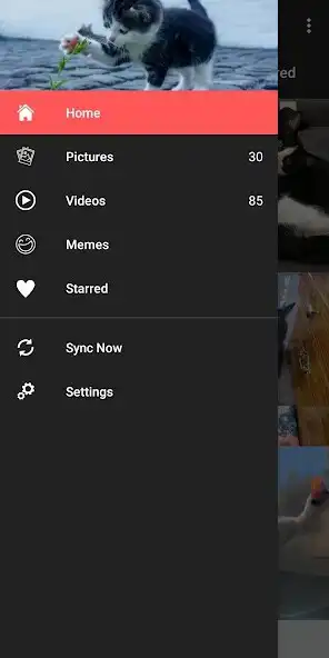 Play Cute Cats - Pictures, Videos   and enjoy Cute Cats - Pictures, Videos  with UptoPlay