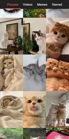Play Cute Cats - Pictures, Videos  as an online game Cute Cats - Pictures, Videos  with UptoPlay