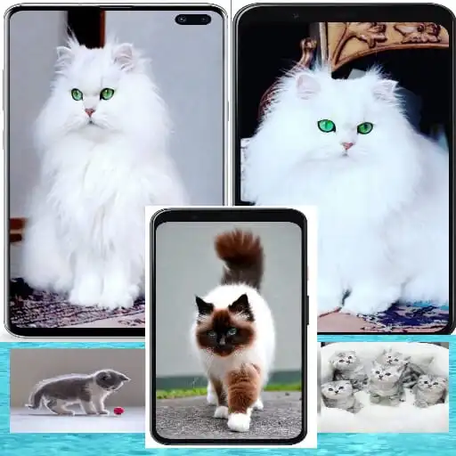 Play Cute cats pictures wallpapers APK Play Cute cats pictures wallpapers APK
