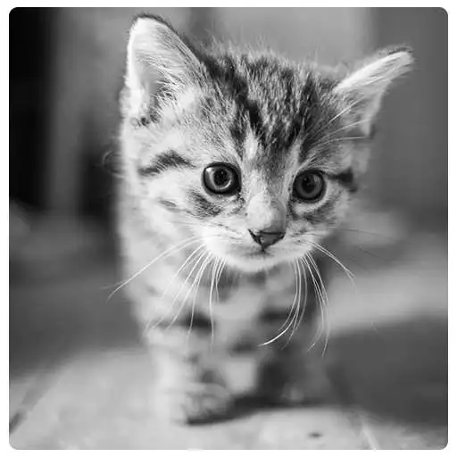 Free play online Cute Cats Puzzle APK Free play online Cute Cats Puzzle APK
