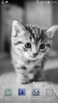 Play Cute Cats Puzzle