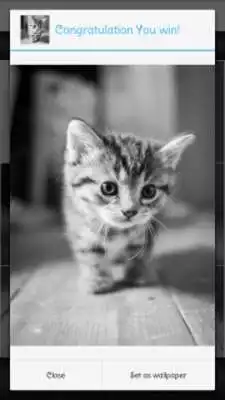 Play Cute Cats Puzzle