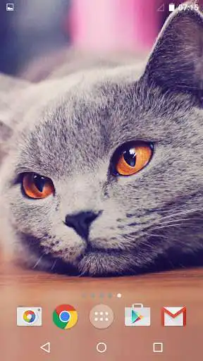 Play Cute Cats  and enjoy Cute Cats with UptoPlay