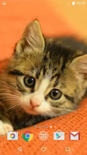 Play Cute Cats as an online game Cute Cats with UptoPlay