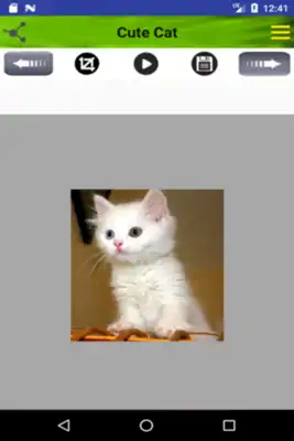 Play Cute cats Play Cute cats