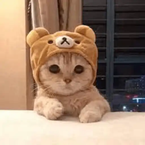 Play Cute Cats Videos APK Play Cute Cats Videos APK