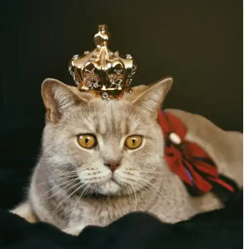 Play Cute Cats Wallpaper APK Play Cute Cats Wallpaper APK