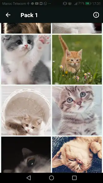 Play Cute Cats Wallpapers - Kitten as an online game Cute Cats Wallpapers - Kitten with UptoPlay