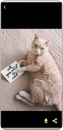 Play Cute cats wallpapers and enjoy Cute cats wallpapers with UptoPlay Play Cute cats wallpapers and enjoy Cute cats wallpapers with UptoPlay