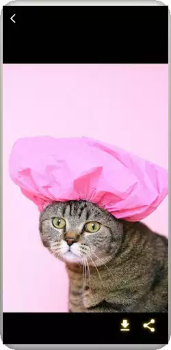 Play Cute cats wallpapers as an online game online Cute cats wallpapers with UptoPlay com.ipmobilesolutions.wallpaperscutecats Play Cute cats wallpapers as an online game Cute cats wallpapers with UptoPlay