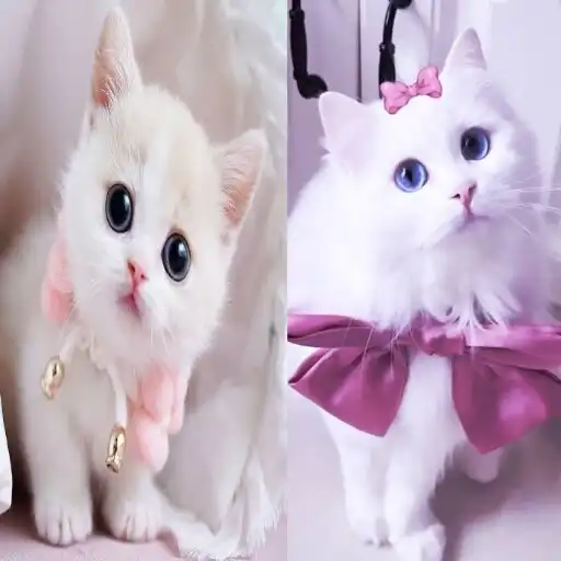 Play cute cats walpaper/offline APK Play cute cats walpaper/offline APK