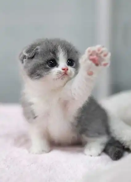 Play cute cats walpaper/offline  and enjoy cute cats walpaper/offline with UptoPlay