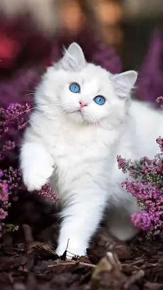 Play cute cats walpaper/offline as an online game cute cats walpaper/offline with UptoPlay