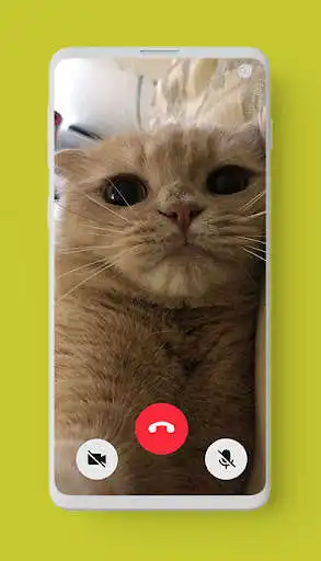 Play Cute Cat Video Call prank  and enjoy Cute Cat Video Call prank with UptoPlay