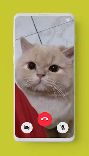 Play Cute Cat Video Call prank as an online game Cute Cat Video Call prank with UptoPlay