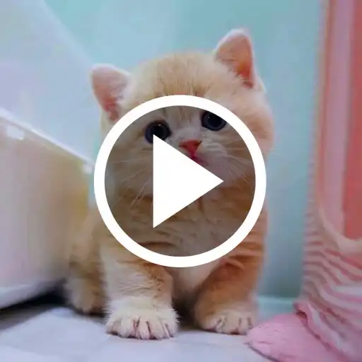 Play Cute Cat Video Wallpaper APK