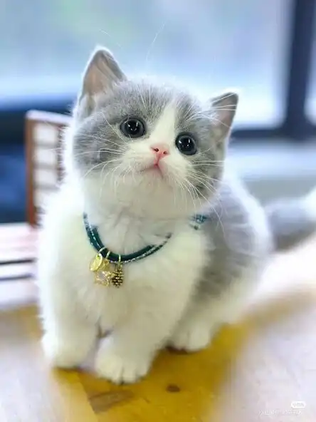 Play Cute Cat Video Wallpaper and enjoy Cute Cat Video Wallpaper with UptoPlay Play Cute Cat Video Wallpaper and enjoy Cute Cat Video Wallpaper with UptoPlay