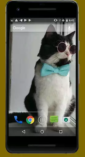 Play Cute Cat Video Wallpapers  and enjoy Cute Cat Video Wallpapers with UptoPlay
