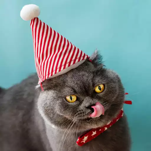 Play Cute Cat Wallpaper HD APK